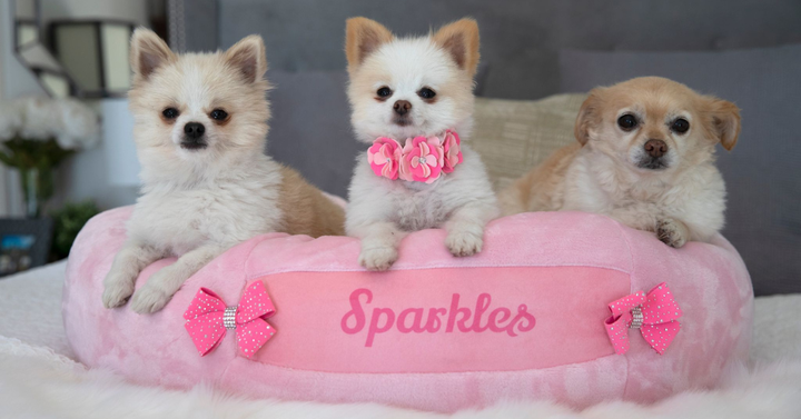 Luxury Beds for Dogs: Pampering Your Pooch with Comfort and Style