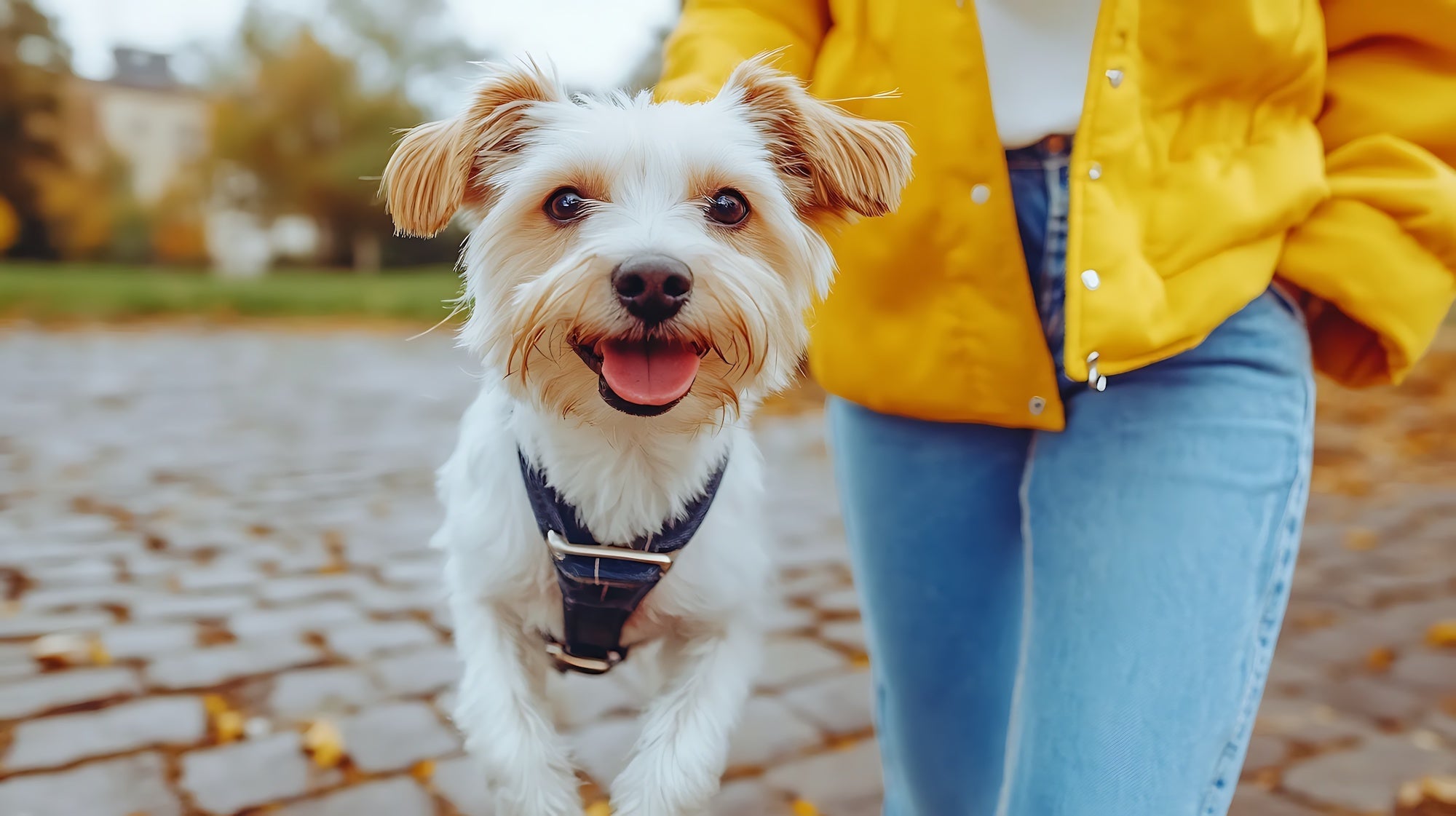 Image showcasing How to Introduce Your Dog to Wearing a Harness Without Stress