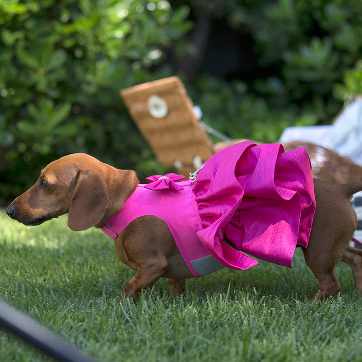 Personalized Fashion for your dog!