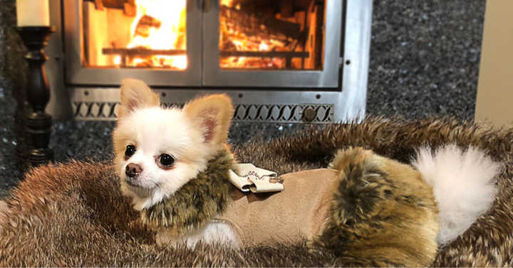 Dog Coats for Small Dogs: Keeping Your Pup Warm in Style