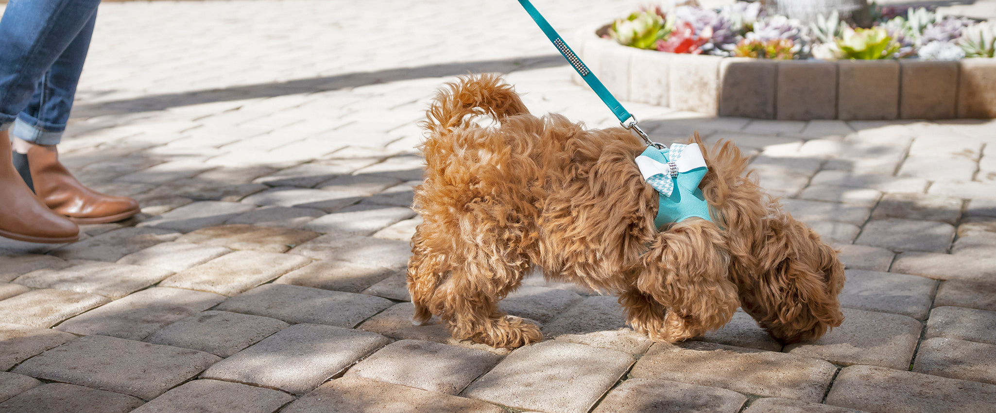 Susan Lanci Leashes | Designer Puppy and Dog Leashes