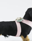 Hope Bow Tinkie Harness