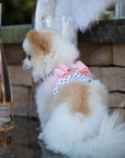 Puppy Pink Big Bow Tinkie Harness with Puppy Pink Trim