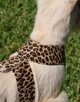 Cheetah Couture Tinkie Harness