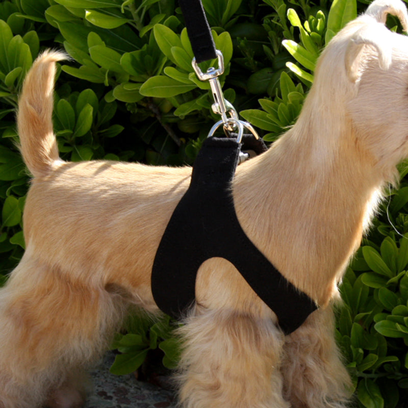 Susan Lanci Classic Ultrasuede Dog Harness  Designer Dog Harnesses at