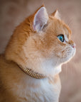 3 Row Gold Giltmore 1/2" Cat Collar