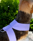 Tinkie Harness-Pretty Pastels