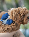 Indigo Nouveau Bow Tinkie Harness with Indigo Trim