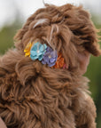 Rainbow Tinkie's Garden Flower Collar