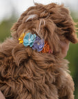 Rainbow Tinkie's Garden Flower Collar