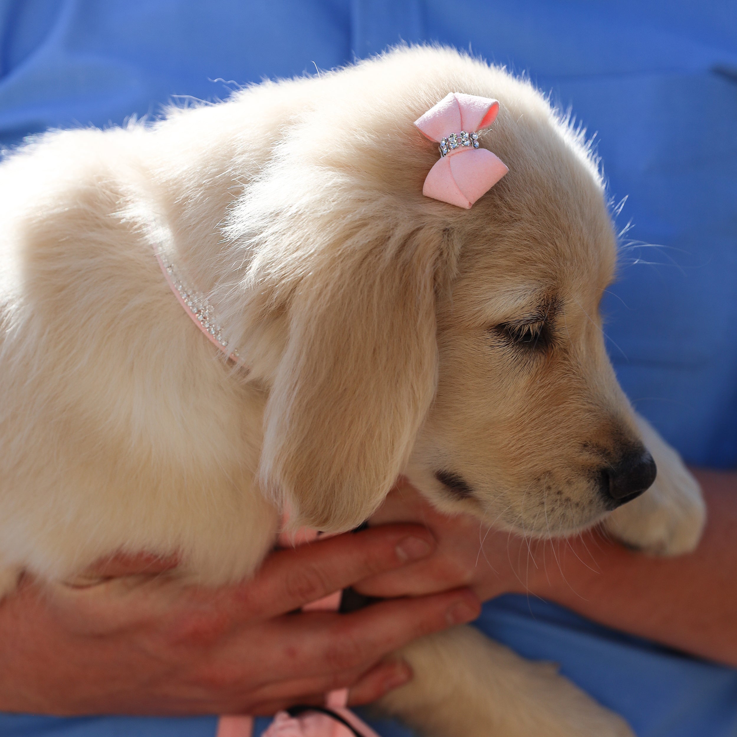 Puppy with bow hotsell