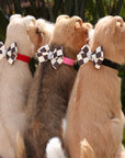 Windsor Check Nouveau Bow Collar