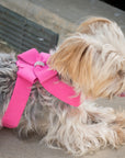 Nouveau Bow Tinkie Harness