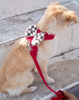 Windsor Check Nouveau Bow Tinkie Harness