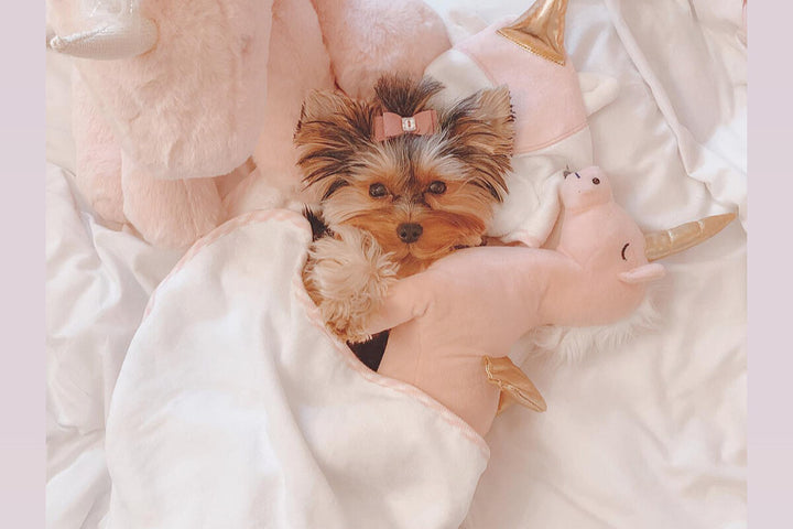 Princess (Teacup Yorkie) x Susan Lanci Designs