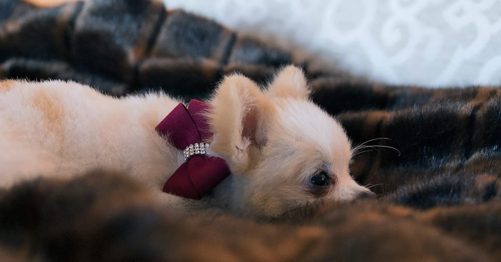 Image of a puppy enjoying the comfort of Susan Lanci Designs' blankets for puppies.