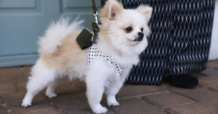 Image showing an option for premium puppy collars and leashes.
