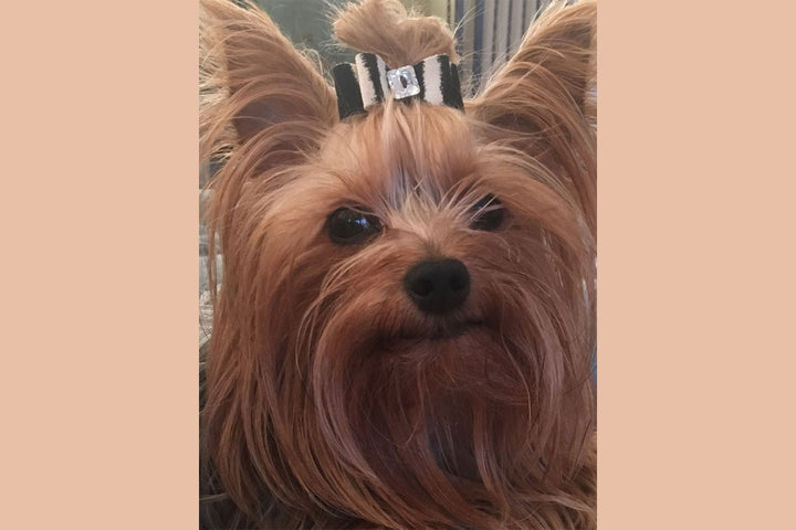 Lulu (Yorkie) x Susan Lanci Designs