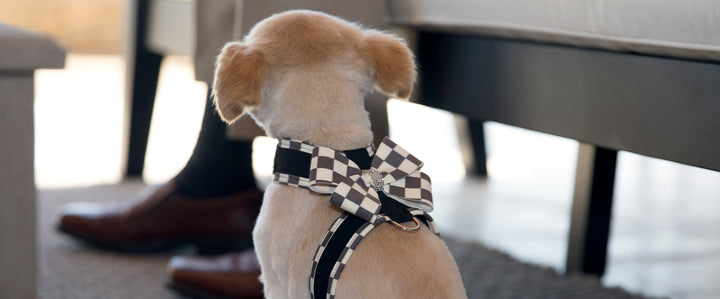 All Things Chequered