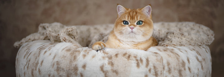 Fancy Feline Beds