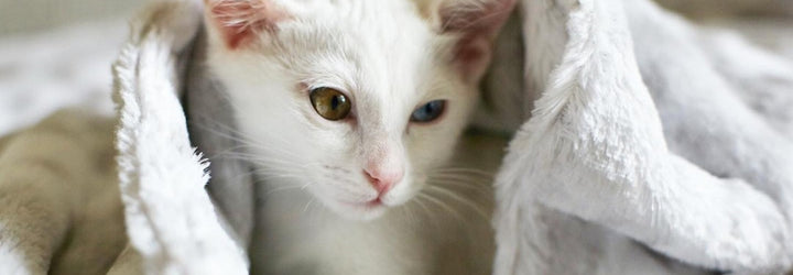 Fancy Feline Blankets