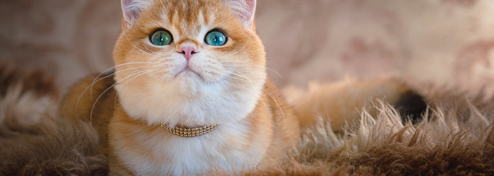 Fancy Feline Collars