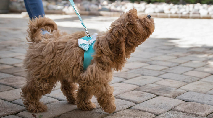 Dog Walking Accessories