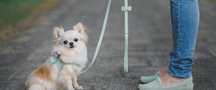 Embellished Leashes