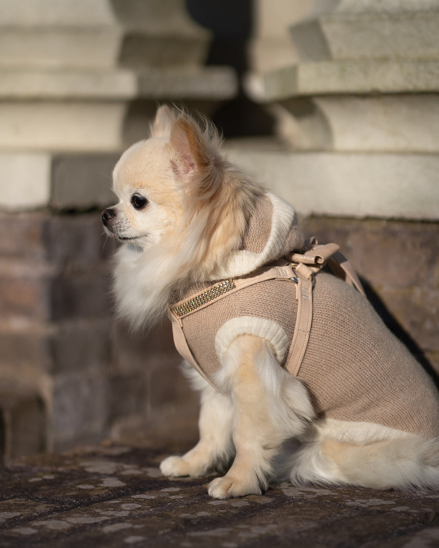 Glitzerati Nouveau Bow with Gold Giltmore Step N Go Harness