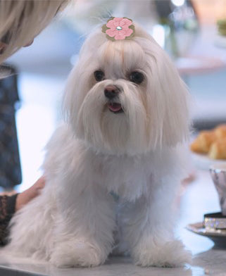 Desert Rose Hair Bow