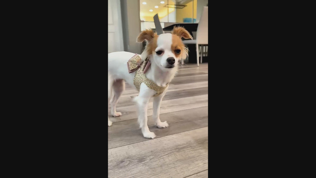Baby Cheetah & Rosewood Double Nouveau Bow Step In Harness from Susan Lanci Designs - model dog view