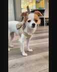 Baby Cheetah & Rosewood Double Nouveau Bow Step In Harness from Susan Lanci Designs - model dog view