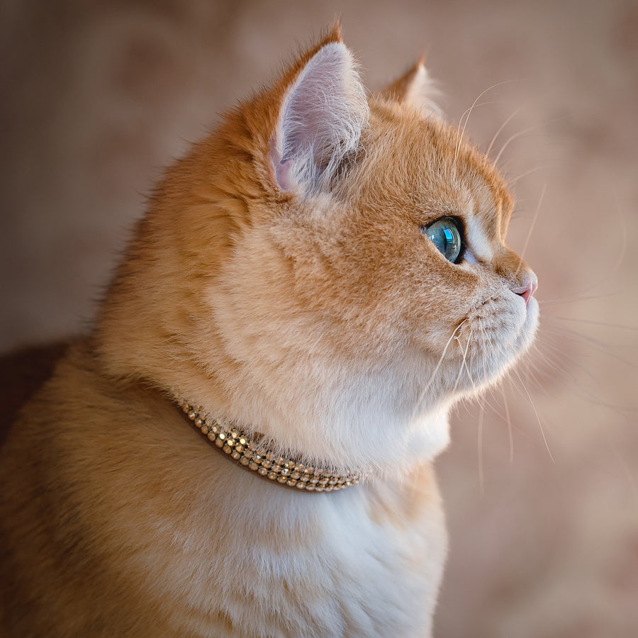 3 Row Gold Giltmore 1/2" Cat  Collar